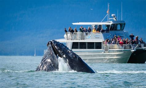 The Humpback Whale Explained Juneau Whale Watching Tours And