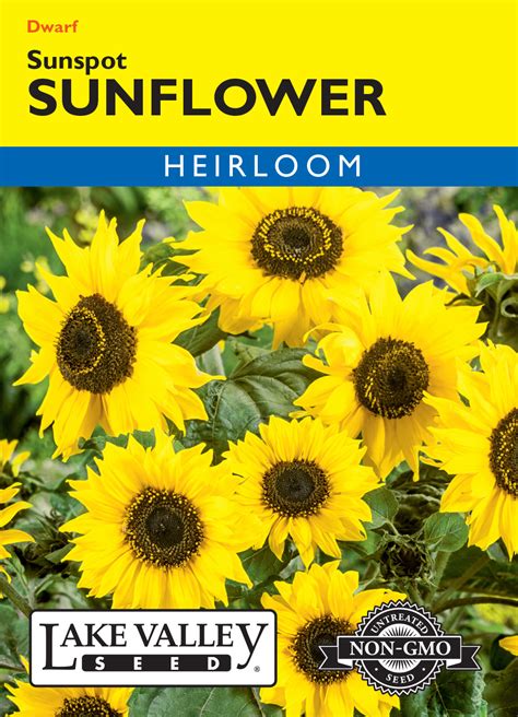 Sunflower Sunspot Dwarf Item 640 Lake Valley Seed