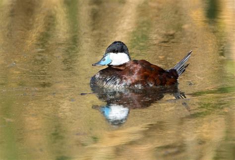 North American Ruddy Ducks Purely Poultry