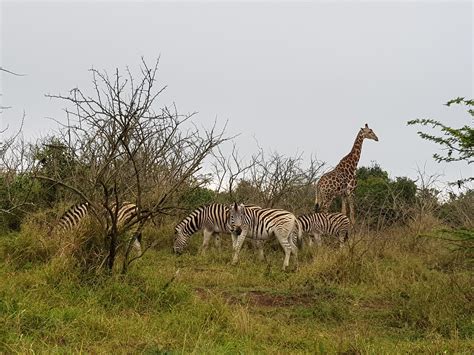 hluhluwe imfolozi park south africa wild safari guide