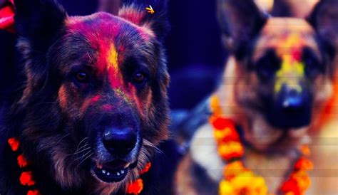 Tihar Festival In Nepal Significance Five Days Songs Food