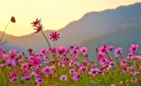 Five Famous Flowers In Chinese Culture Chinosity