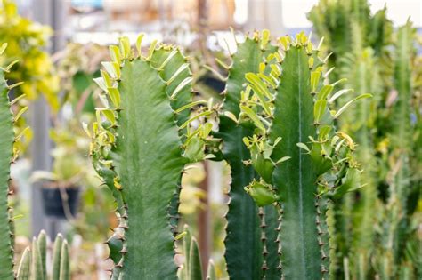 Euphorbia Acrurensis Cuidados Huerto En Casa