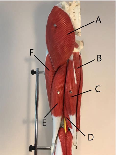 Leg Muscles Pt 2 Diagram Quizlet