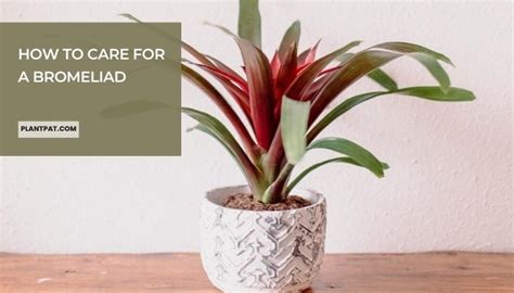 How To Care For A Bromeliad A Simple Guide To Keep It Looking Its Best