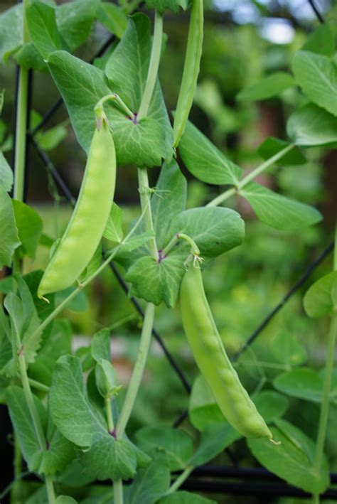 How To Grow Sugar Snap Peas In An Organic Kitchen Garden Gardenary