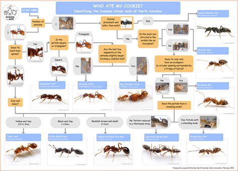 Urban Ant Guide Public Science Lab