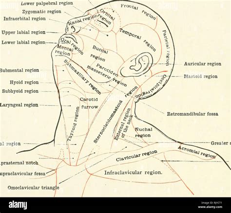 Un Atlas De Anatomía Humana Para Estudiantes Y Médicos Anatomía Las