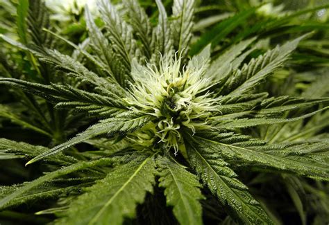 We did not find results for: How To Grow Weed Hydroponically For Beginners: A Step-By ...