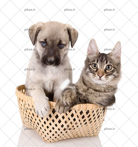 عکس سگ و گربه در یک سبد حصیری در پس زمینه سفید عکس با کیفیت و تصاویر استوک حرفه ای