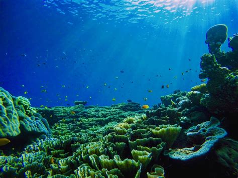 7 Reasons Why The Ocean Is So Important Oceanpreneur
