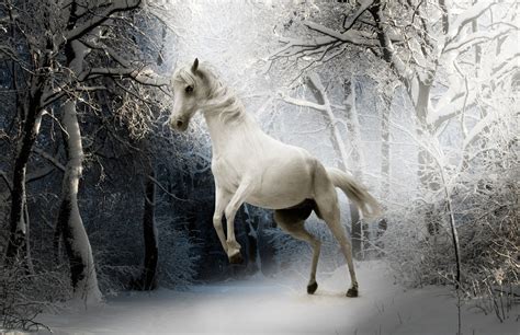 Free Images Nature Forest Snow Cold Winter Animal Ice Weather