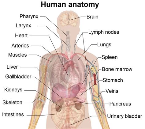 Need a belt routing diagram to show you how to change the serpentine belt. Human Organs & Anatomy Diagram - Human Body Pictures - Science for Kids