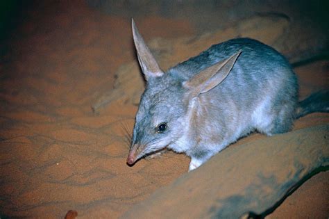 The 11 Weirdest Animals In Australia