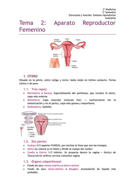 Anatoma Del Sistema Reproductor Femenino 1 Youtube