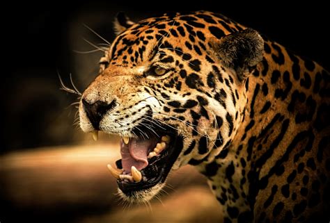 Wallpaper Face Eyes Wildlife Teeth Big Cats Whiskers Leopard