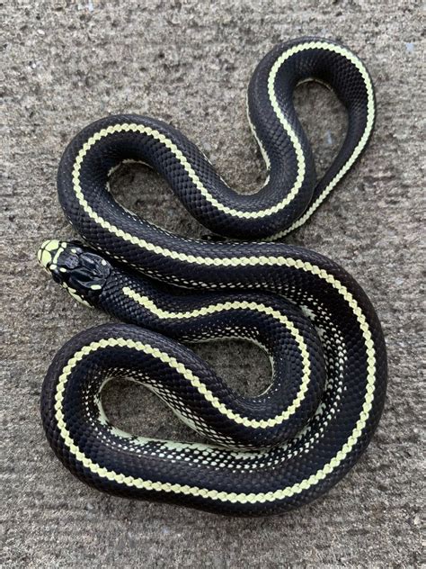 High White California King Snake For Sale Snakes At Sunset