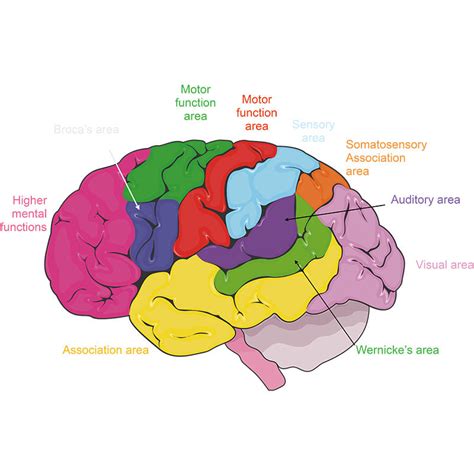 Functional Areas Of The Brain Vector Illustration