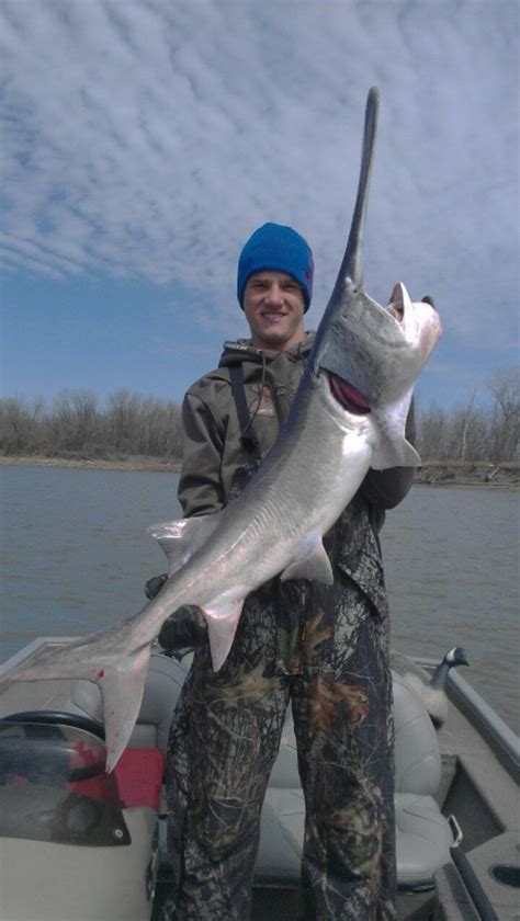 Paddlefish Swims Many Rivers And Miles To Kc Missouri Department Of