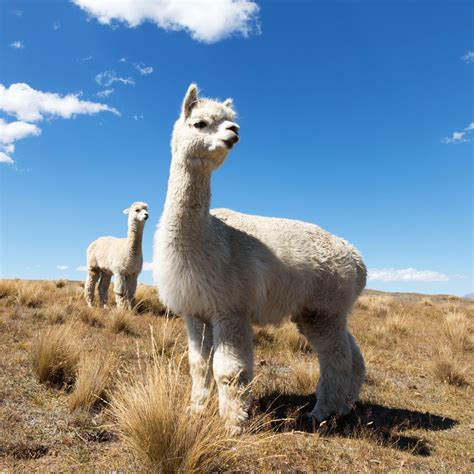 PETA - Peruvian Alpaca Industry | Wayra