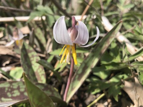 Wisconsin Wildflower Trout Lily Spring Ephemeral