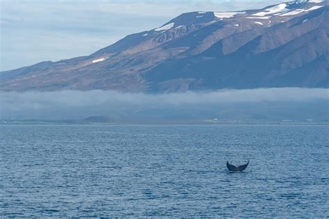 The Ultimate Guide To Whale Watching In Akureyri Iceland