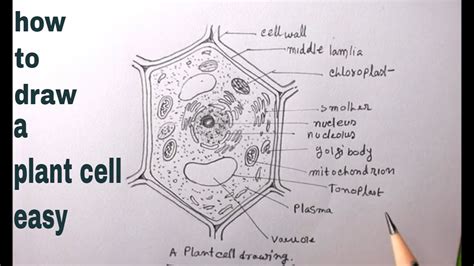 How To Draw Plant Cell Easydraw A Plant Cellplant Cell Diagram Easy