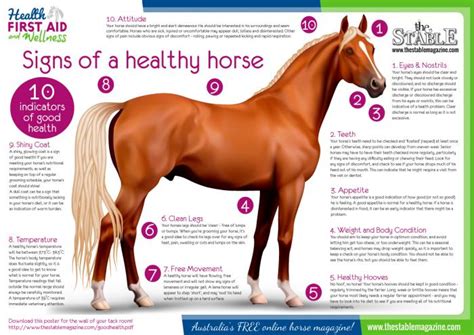Signs Of Health In A Horse Gegu Pet