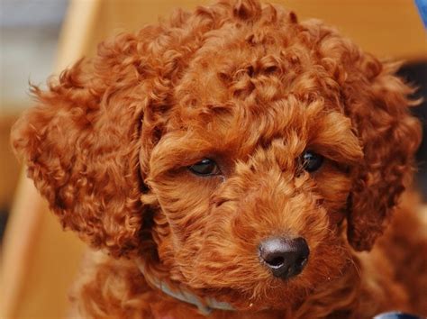Red Toy Poodle Facts Origin And History With Pictures Hepper