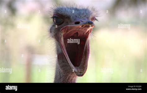 Close Up Of An Ostrich With Mouth Open Stock Photo Alamy
