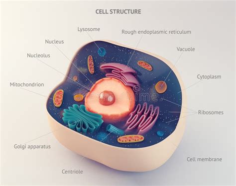 Cellule Animale