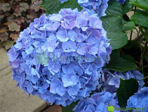 Niebieska hortensja jak zmienić kolor kwiatów