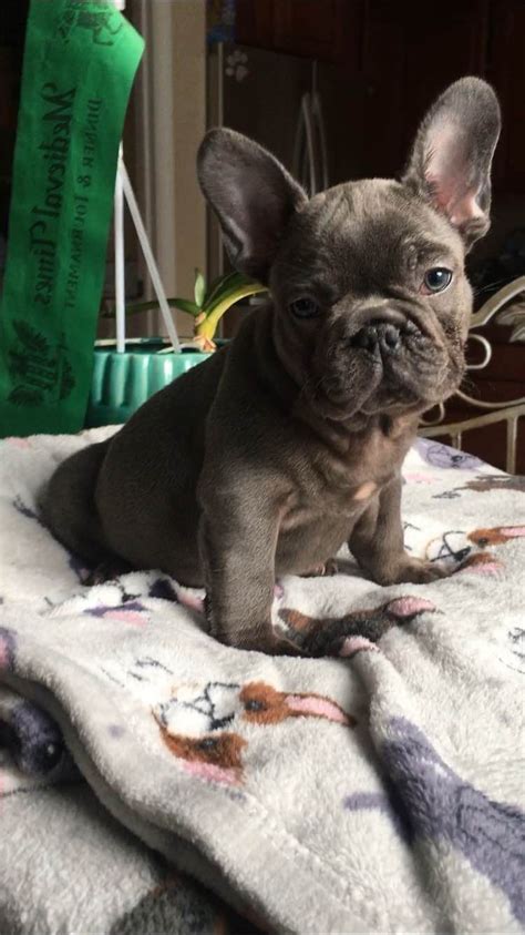They have large, rounded, bat like ears and a the french bulldog has a very even and pleasant temperament, which makes him a perfect candidate this is the price you can expect to budget for a french bulldog with papers but without breeding. One Stop Bully - French Bulldog Puppies For Sale - Born on ...