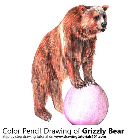 Grizzly Bear Colored Pencils Drawing Grizzly Bear With Color Pencils