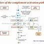 Understanding The Complement System