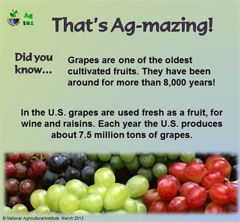 Grapes Are One Of The Oldest Cultivated Fruits They Have Been Around