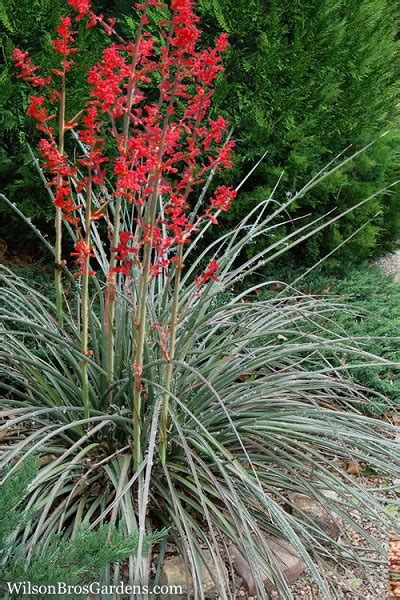 The infected leaves must be removed immediately in order to prevent. Buy Red Yucca Plant - FREE SHIPPING - For Sale Online From ...
