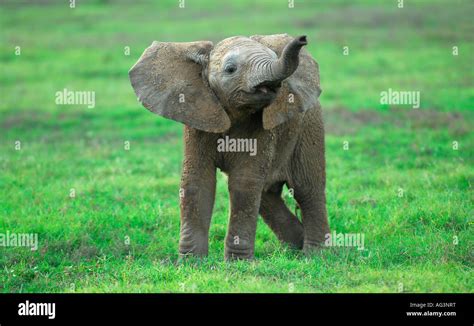 Baby African Elephant With Raised Trunk Against Green Background Addo