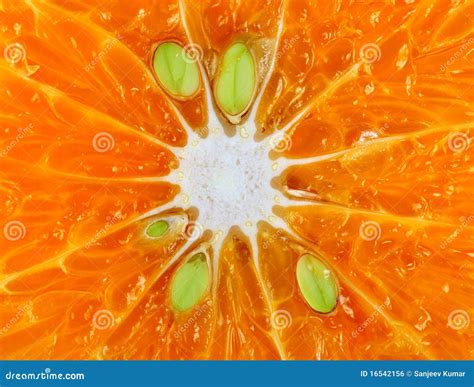 Macro Orange Details Stock Photo Image Of Orange Freshness 16542156