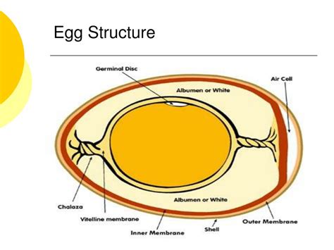Download the free graphic resources in the form of png, eps, ai or psd. PPT - The Incredible Edible Egg PowerPoint Presentation ...