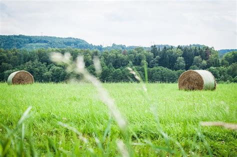 Meadow Hay Stock Image Image Of Black Nature Summer 140970245