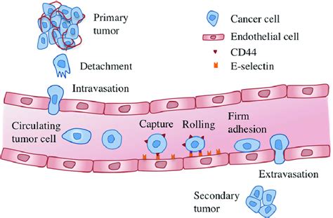 Metastasis Is The Process In Which Cancer Cells Spread From Their