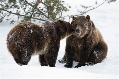 In Winter Grizzly Bears Photograph By Ralf Kistowski Pixels