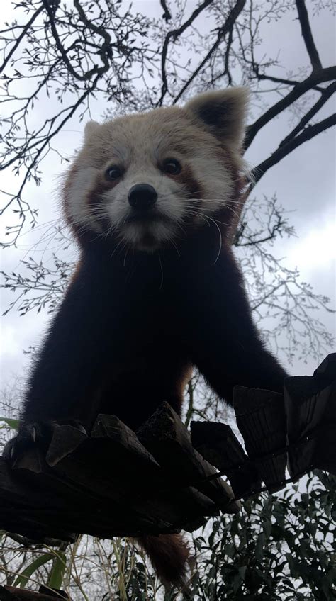 Please Follow Iloveredpandas Up Close And Personal Redpanda Panda