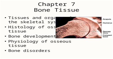 Chapter 7 Bone Tissue Tissues And Organs Of The Skeletal System