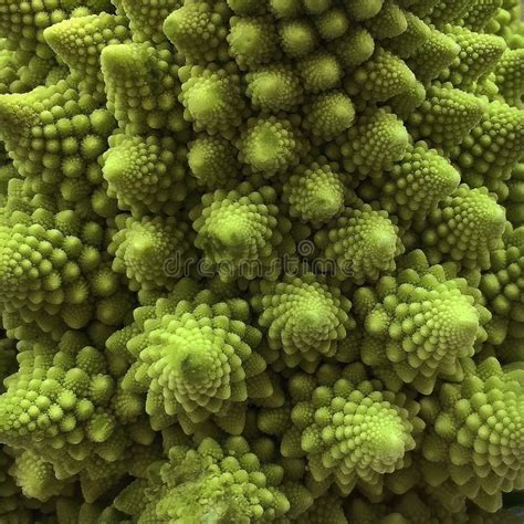 Closeup Of Fresh Romanesco Broccoli Stock Image Image Of Colorful Tight