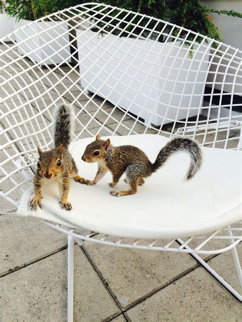 Eastern gray squirrels feed mostly on nuts and acorns from oak, beech, walnut and hickory trees, as well as seeds, fruits, bulbs and flowers from other plants and trees. Or, we both do! | Squirrel, Flying squirrel pet, Baby squirrel