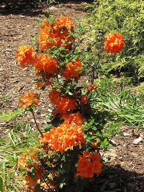 Iggy azalea — sally walker 02:59. Gibraltar Azalea (Rhododendron 'Gibraltar') in Burlington Waterdown Dundas Ontario Ontario ON at ...