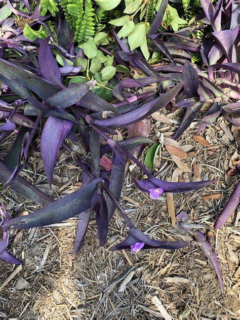 Purple Plant In Central Florida 9b Rwhatsthisplant