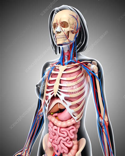 Female Anatomy Artwork Stock Image F006 0150 Science Photo Library